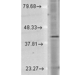Western Blot - Anti-Rhodopsin Antibody [1D4] (A305239) - Antibodies.com
