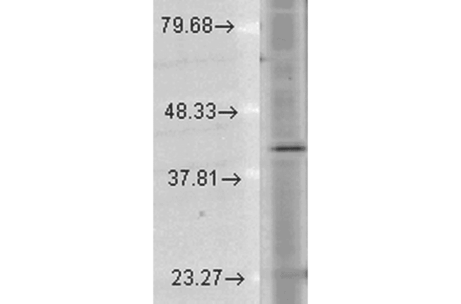 Western Blot - Anti-Rhodopsin Antibody [1D4] (A305239) - Antibodies.com