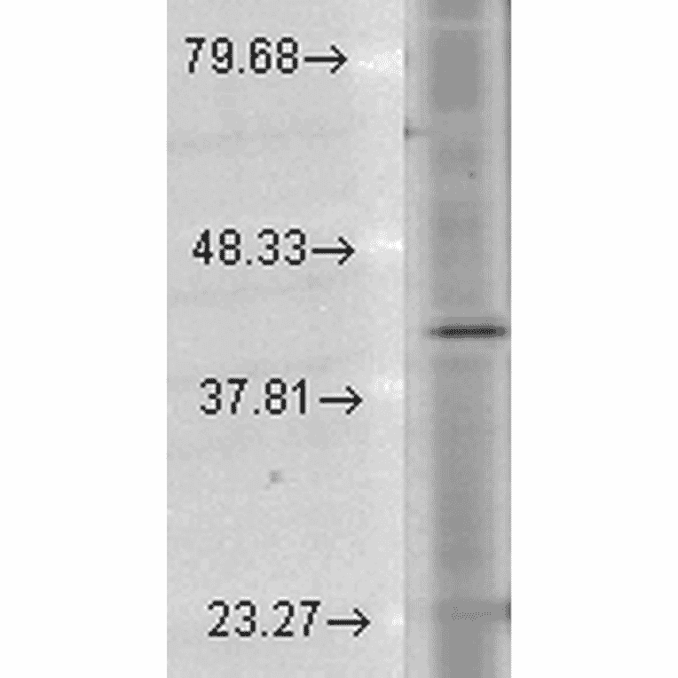 Western Blot - Anti-Rhodopsin Antibody [1D4] (A305239) - Antibodies.com
