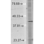 Western Blot - Anti-Rhodopsin Antibody [1D4] (A305239) - Antibodies.com