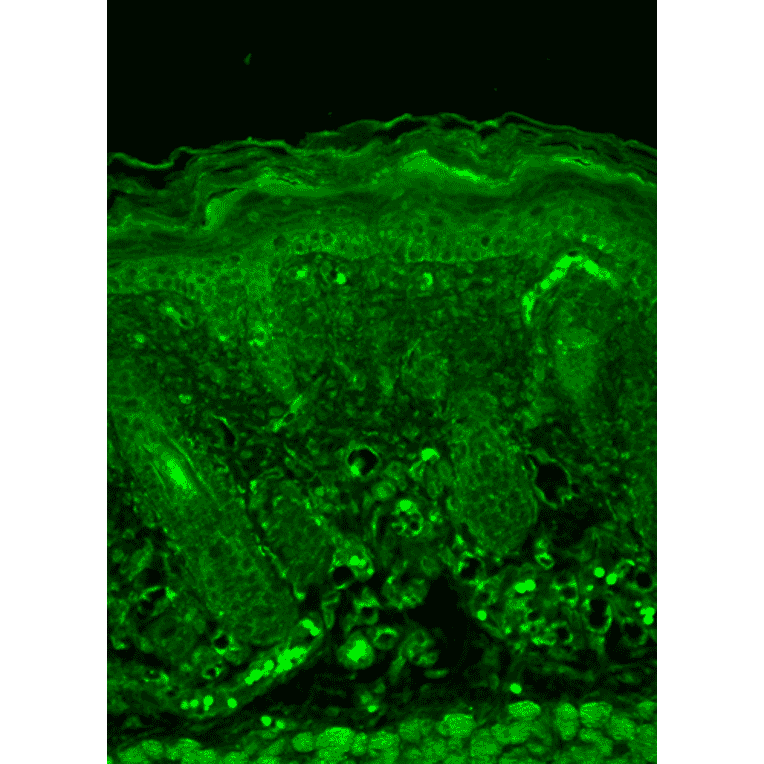 Immunohistochemistry - Anti-Rhodopsin Antibody [1D4] (A305239) - Antibodies.com