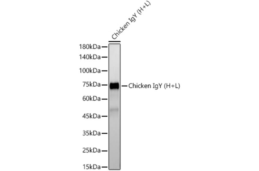 Western Blot - Rabbit Anti-Chicken IgG H&L Antibody [ARC55993] (A305241) - Antibodies.com