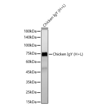 Western Blot - Rabbit Anti-Chicken IgG H&L Antibody [ARC55993] (A305241) - Antibodies.com