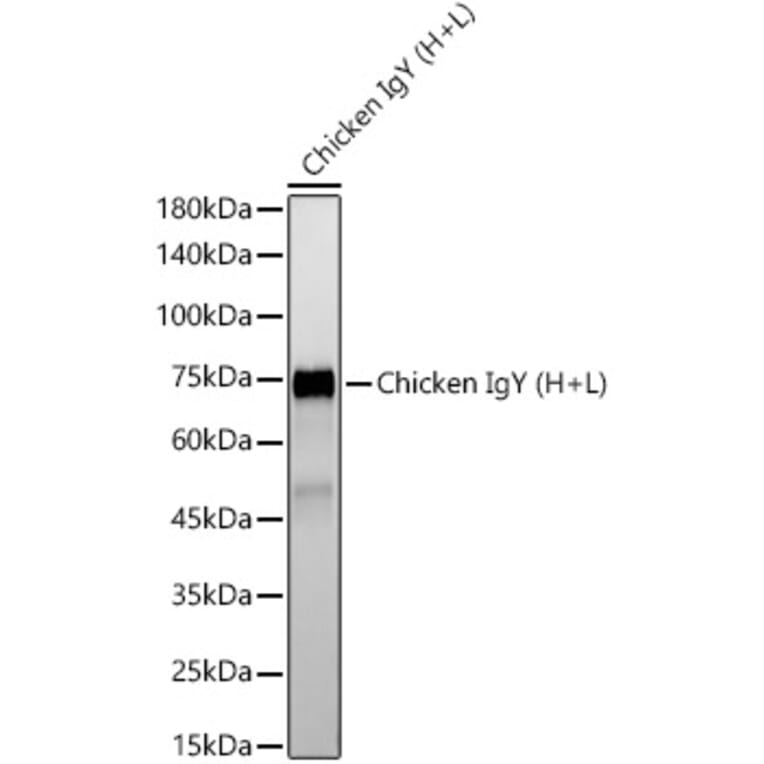 Western Blot - Rabbit Anti-Chicken IgG H&L Antibody [ARC55993] (A305241) - Antibodies.com