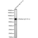 Western Blot - Rabbit Anti-Chicken IgG H&L Antibody [ARC55993] (A305241) - Antibodies.com