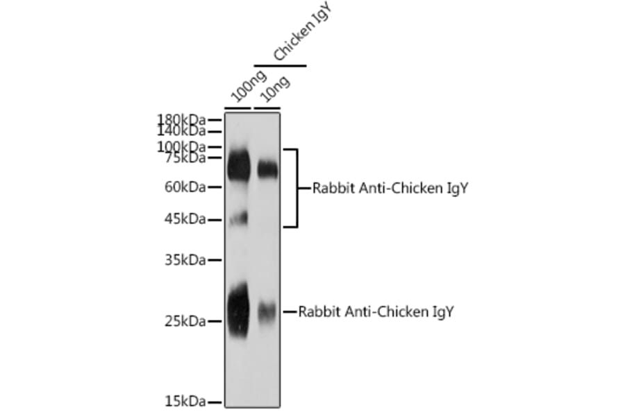 Western Blot - Rabbit Anti-Chicken IgY H&L Antibody (A305242) - Antibodies.com