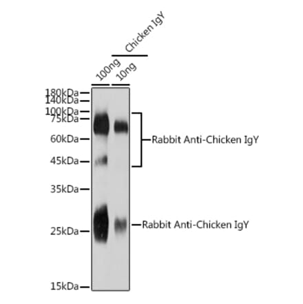 Western Blot - Rabbit Anti-Chicken IgY H&L Antibody (A305242) - Antibodies.com