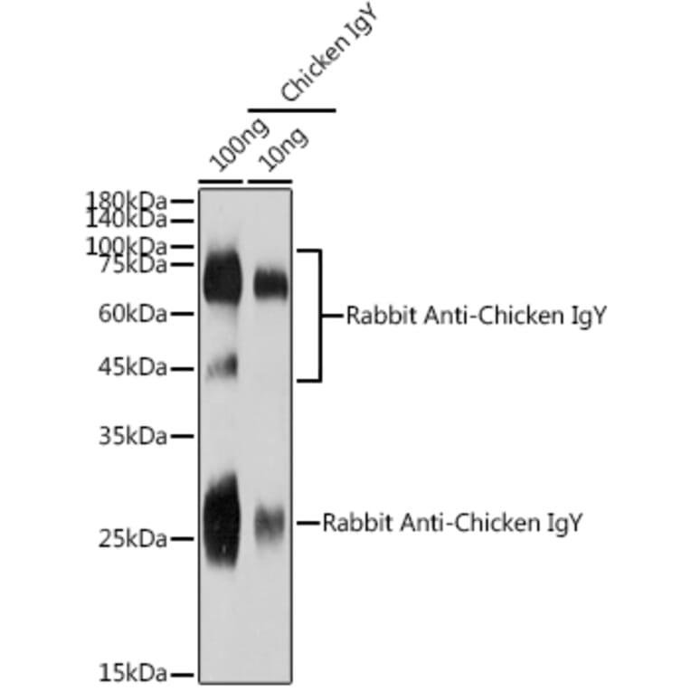Western Blot - Rabbit Anti-Chicken IgY H&L Antibody (A305242) - Antibodies.com