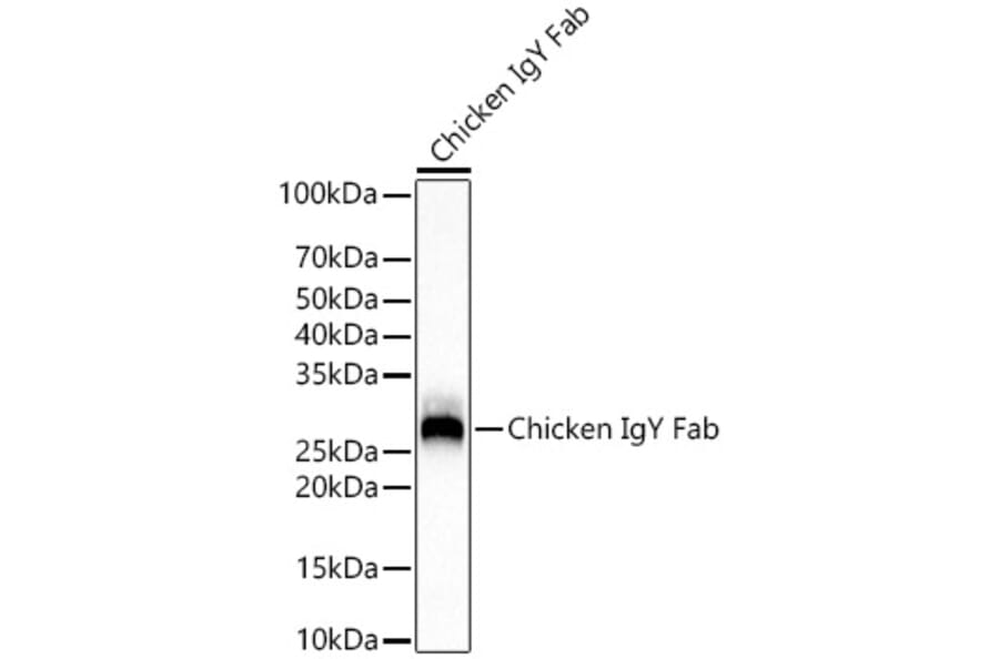 Western Blot - Rabbit Anti-Chicken IgY Fab Antibody [ARC56601] (A305243) - Antibodies.com
