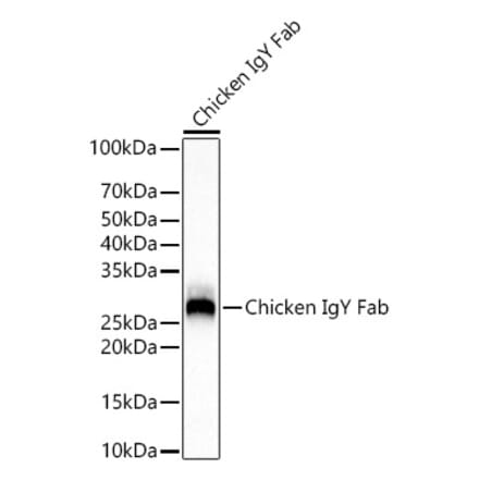 Western Blot - Rabbit Anti-Chicken IgY Fab Antibody (A305243) - Antibodies.com