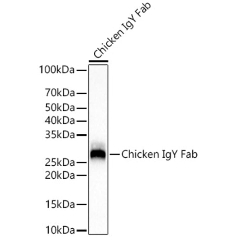 Western Blot - Rabbit Anti-Chicken IgY Fab Antibody [ARC56601] (A305243) - Antibodies.com