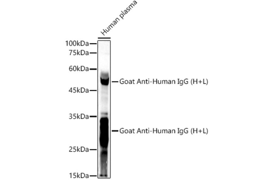 Western Blot - Goat Anti-Human IgG H&L Antibody (A305245) - Antibodies.com