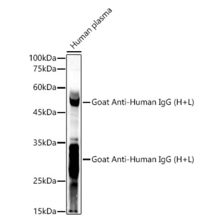 Western Blot - Goat Anti-Human IgG H&L Antibody (A305245) - Antibodies.com