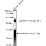 Western Blot - Goat Anti-Human IgG H&L Antibody (A305245) - Antibodies.com