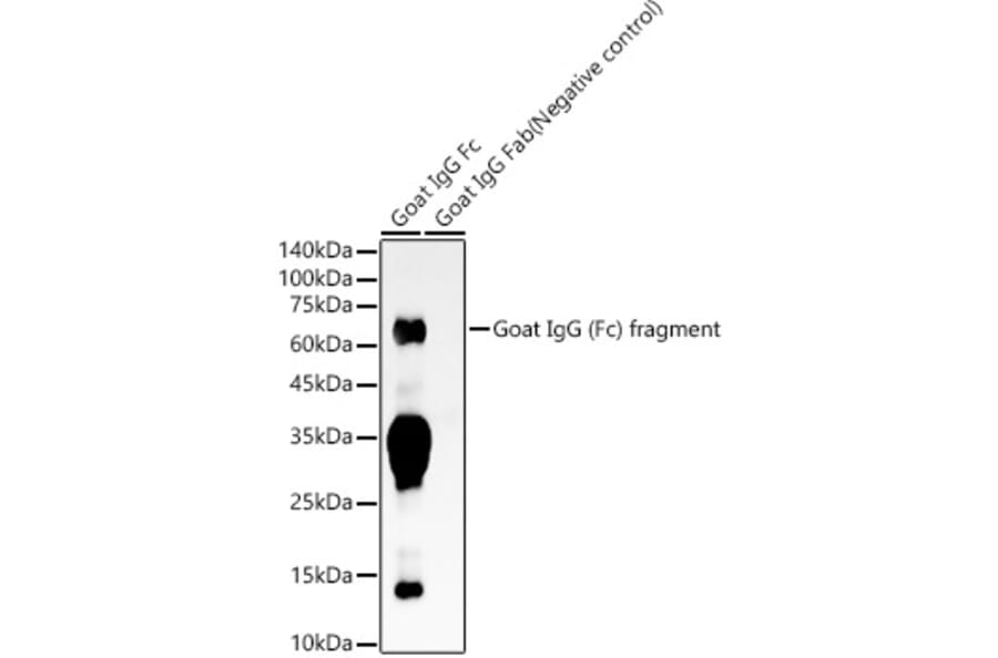 Western Blot - Rabbit Anti-Goat IgG Fc Antibody [ARC56943] (A305248) - Antibodies.com