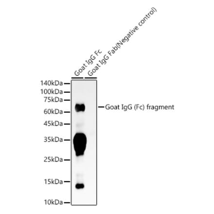 Western Blot - Rabbit Anti-Goat IgG Fc Antibody (A305248) - Antibodies.com