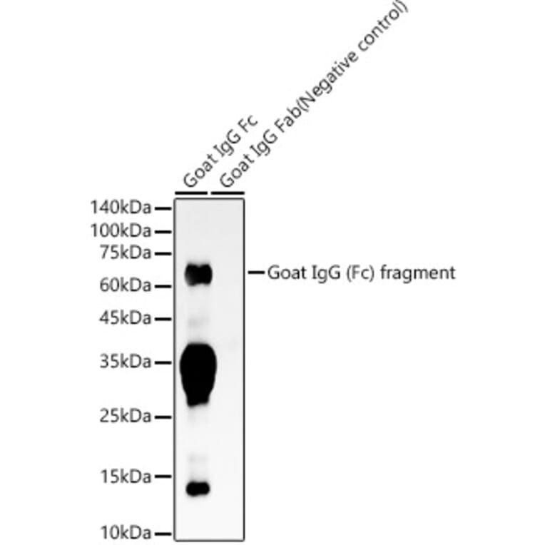 Western Blot - Rabbit Anti-Goat IgG Fc Antibody [ARC56943] (A305248) - Antibodies.com