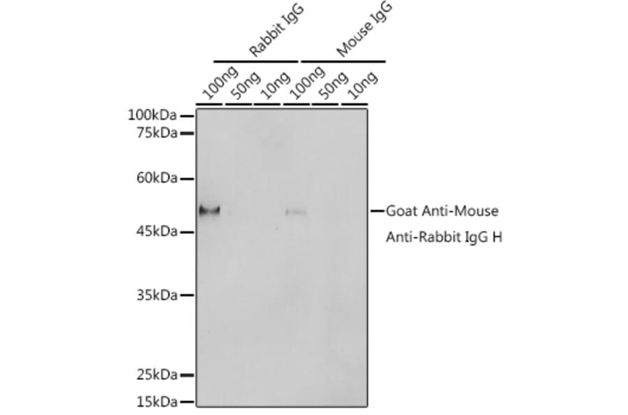 Western Blot - Goat Anti-Mouse/Rabbit IgG Antibody (HRP Polymer) (A305252) - Antibodies.com