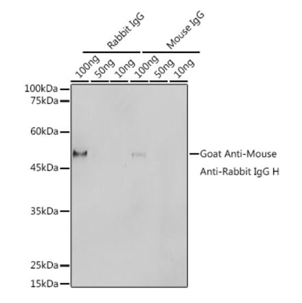 Western Blot - Goat Anti-Mouse, Rabbit IgG Antibody (A305252) - Antibodies.com
