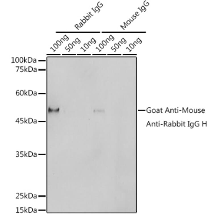 Western Blot - Goat Anti-Mouse/Rabbit IgG Antibody (HRP Polymer) (A305252) - Antibodies.com