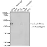 Western Blot - Goat Anti-Mouse/Rabbit IgG Antibody (HRP Polymer) (A305252) - Antibodies.com