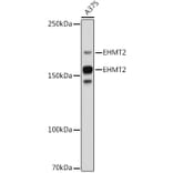 Western Blot - Anti-EHMT2/G9A Antibody [ARC2470] (A305253) - Antibodies.com