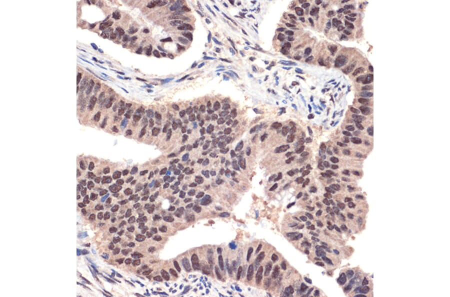 Immunohistochemistry - Anti-EHMT2/G9A Antibody [ARC2470] (A305253) - Antibodies.com