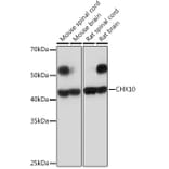 Western Blot - Anti-CHX10 Antibody [ARC2354] (A305254) - Antibodies.com