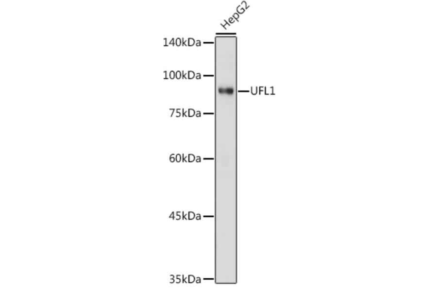 Western Blot - Anti-UFL1 Antibody (A305259) - Antibodies.com