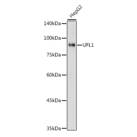 Western Blot - Anti-UFL1 Antibody (A305259) - Antibodies.com