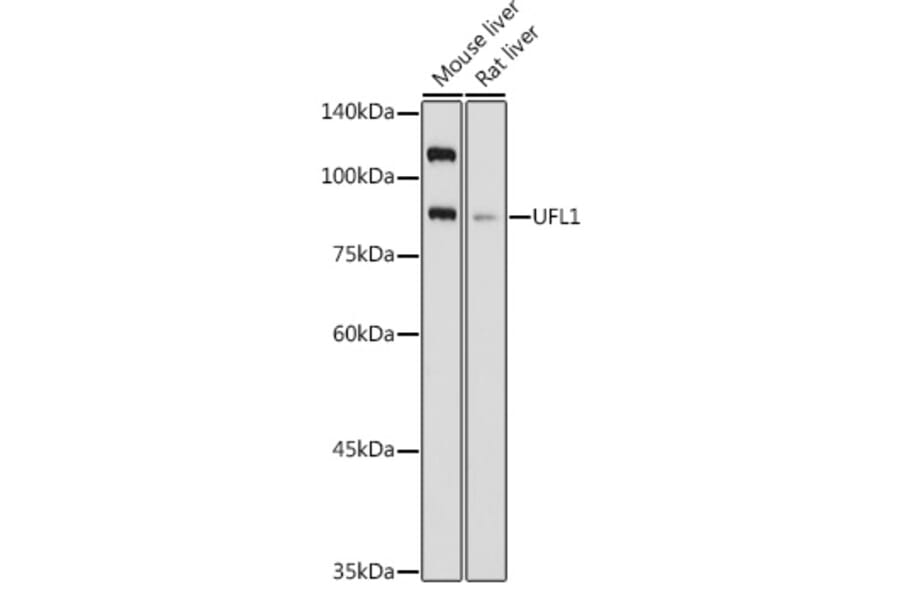 Western Blot - Anti-UFL1 Antibody (A305259) - Antibodies.com