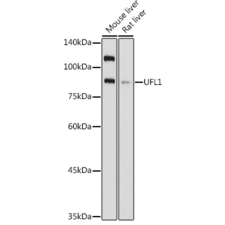 Western Blot - Anti-UFL1 Antibody (A305259) - Antibodies.com