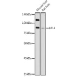 Western Blot - Anti-UFL1 Antibody (A305259) - Antibodies.com
