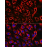 Immunofluorescence - Anti-UFL1 Antibody (A305259) - Antibodies.com