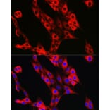 Immunofluorescence - Anti-UFL1 Antibody (A305259) - Antibodies.com