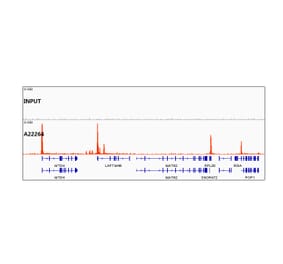 Chromatin Immunoprecipitation - Anti-Histone H3 (acetyl Lys27) Antibody [ARC54943] (A305264) - Antibodies.com
