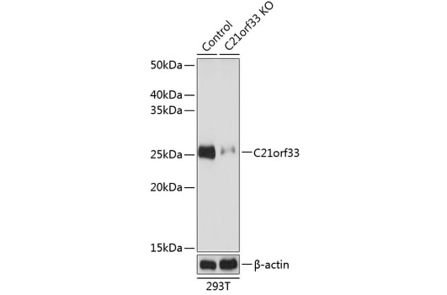 Western Blot - Anti-GATD3 Antibody (A305269) - Antibodies.com