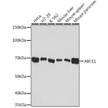 Western Blot - Anti-ABCE1 Antibody [ARC1445] (A305270) - Antibodies.com