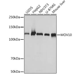 Western Blot - Anti-Mov10 Antibody [ARC1817] (A305278) - Antibodies.com