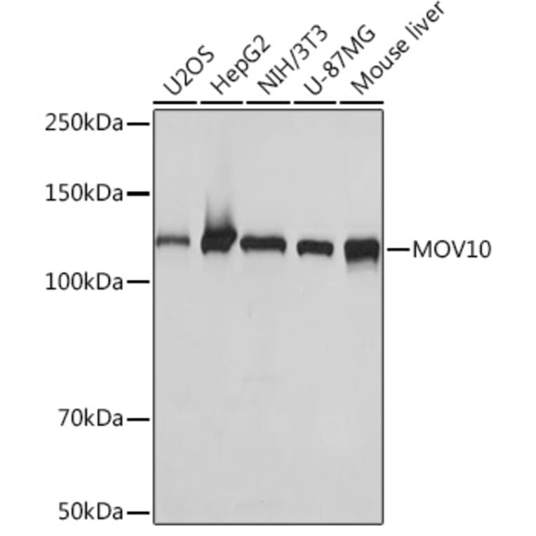 Western Blot - Anti-Mov10 Antibody [ARC1817] (A305278) - Antibodies.com