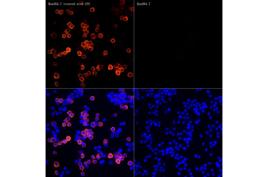Immunofluorescence - Anti-iNOS Antibody [ARC0832] (A305283) - Antibodies.com
