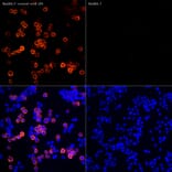 Immunofluorescence - Anti-iNOS Antibody [ARC0832] (A305283) - Antibodies.com