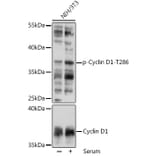 Western Blot - Anti-Cyclin D1 (phospho Thr286) Antibody (A305286) - Antibodies.com