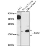 Western Blot - Anti-RGC-32 Antibody (A305287) - Antibodies.com