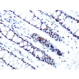 Immunohistochemistry - Anti-MCM5 Antibody [ARC1239] (A305293) - Antibodies.com