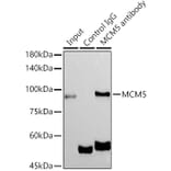 Western Blot - Anti-MCM5 Antibody [ARC1239] (A305293) - Antibodies.com