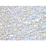 Immunohistochemistry - Anti-PPP1CB Antibody [ARC0981] (A305294) - Antibodies.com