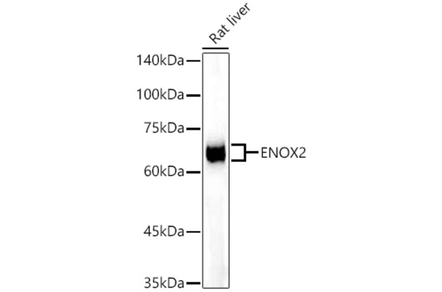 Western Blot - Anti-ENOX2/tNOX Antibody [ARC53640] (A305298) - Antibodies.com