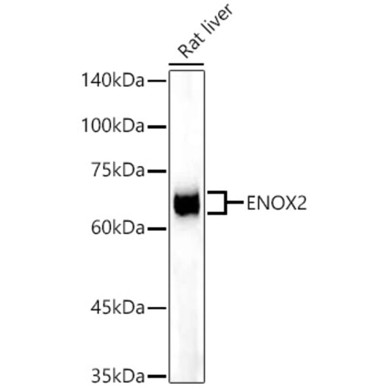 Western Blot - Anti-ENOX2/tNOX Antibody [ARC53640] (A305298) - Antibodies.com