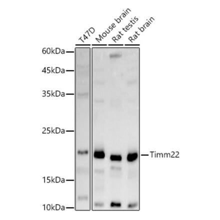 Western Blot - Anti-TIM22 Antibody (A305300) - Antibodies.com